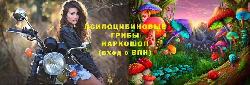 Галлюциногенные грибы Psilocybe  Армавир 